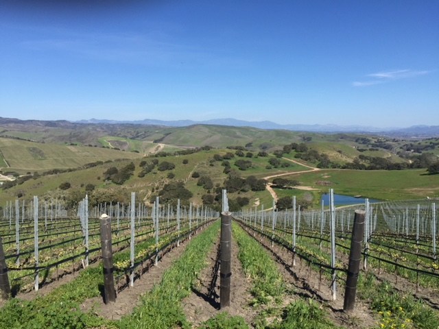 Spear Winery's Vineyard view, photo by Leslie Dinaberg.