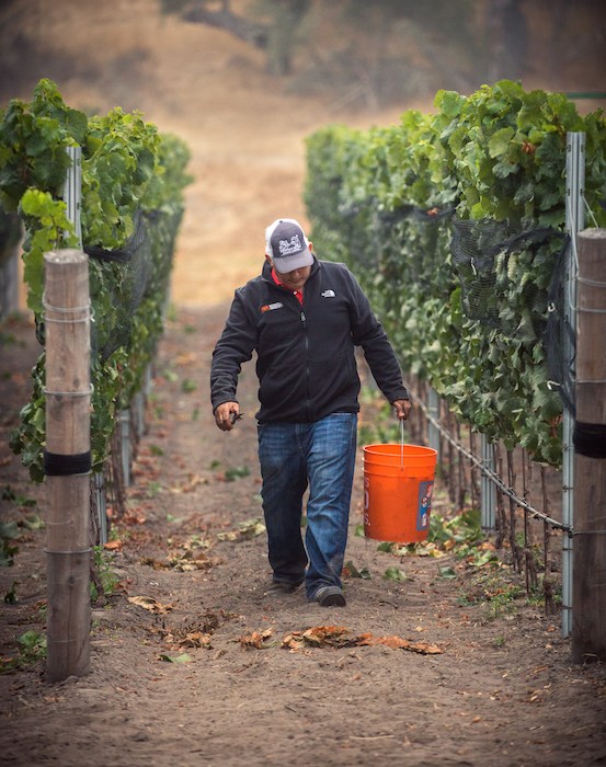 Spear Winery Owner & Vigneron Ofer Shepher at harvest time, photo by Bottle Branding.