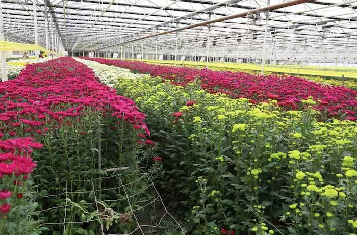 Spring blooms at the Carpinteria Greenhouse and Nursery Tour, courtesy photo.