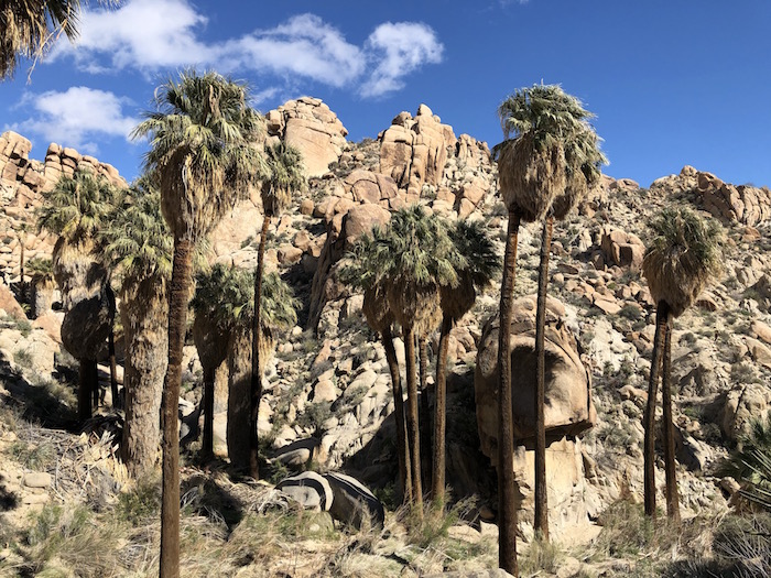 Discover local spots to explore, like Lost Palms Oasis in Joshua Tree National Park, at 50greatpubliclanddestinations.org. Photo by Deborah Williams.